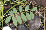 Florida hoarypea